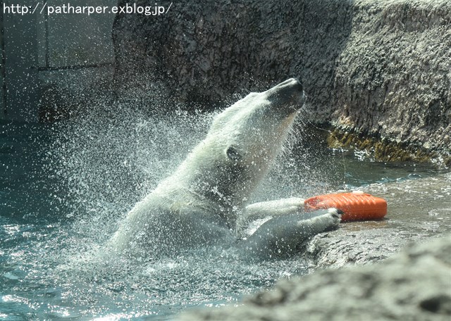 ２０１７年４月　とくしま動物園　その１_a0052986_7523394.jpg