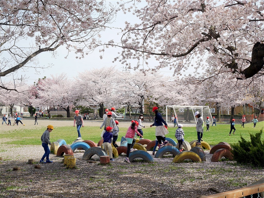 小 学 校 の 桜 満 開_e0139788_16224013.jpg