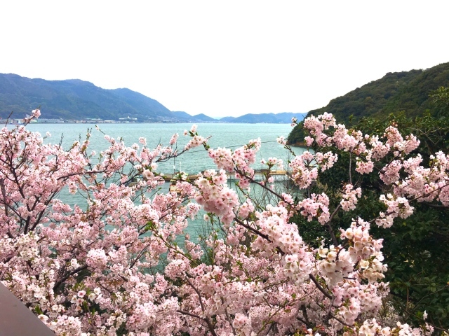 「ここから」の桜の様子_d0144089_10182684.jpg
