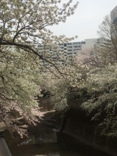 石神井川の桜_b0111791_21483174.jpg