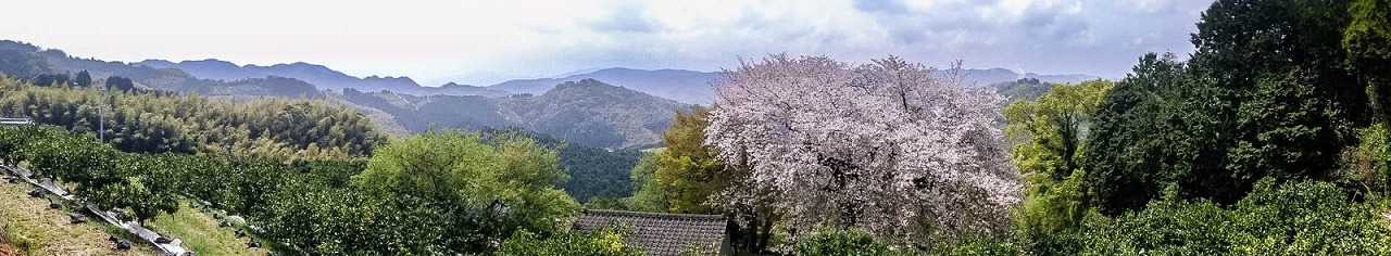 平家五大山桜　探訪_e0176993_10131748.jpg