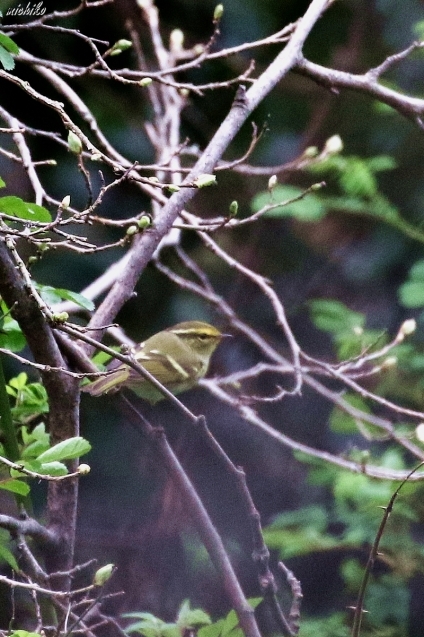 初撮り　珍鳥カラフトムシクイ_d0352095_21432030.jpg