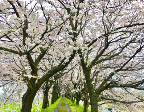 うきは 流川の桜並木 ゆるゆると うきは 流川の桜並木 ゆるゆると