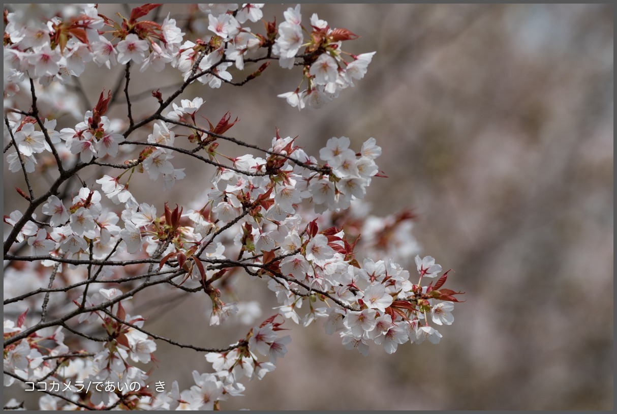 宮前区公園〜多摩川-その③・花編_c0336400_21543172.jpg