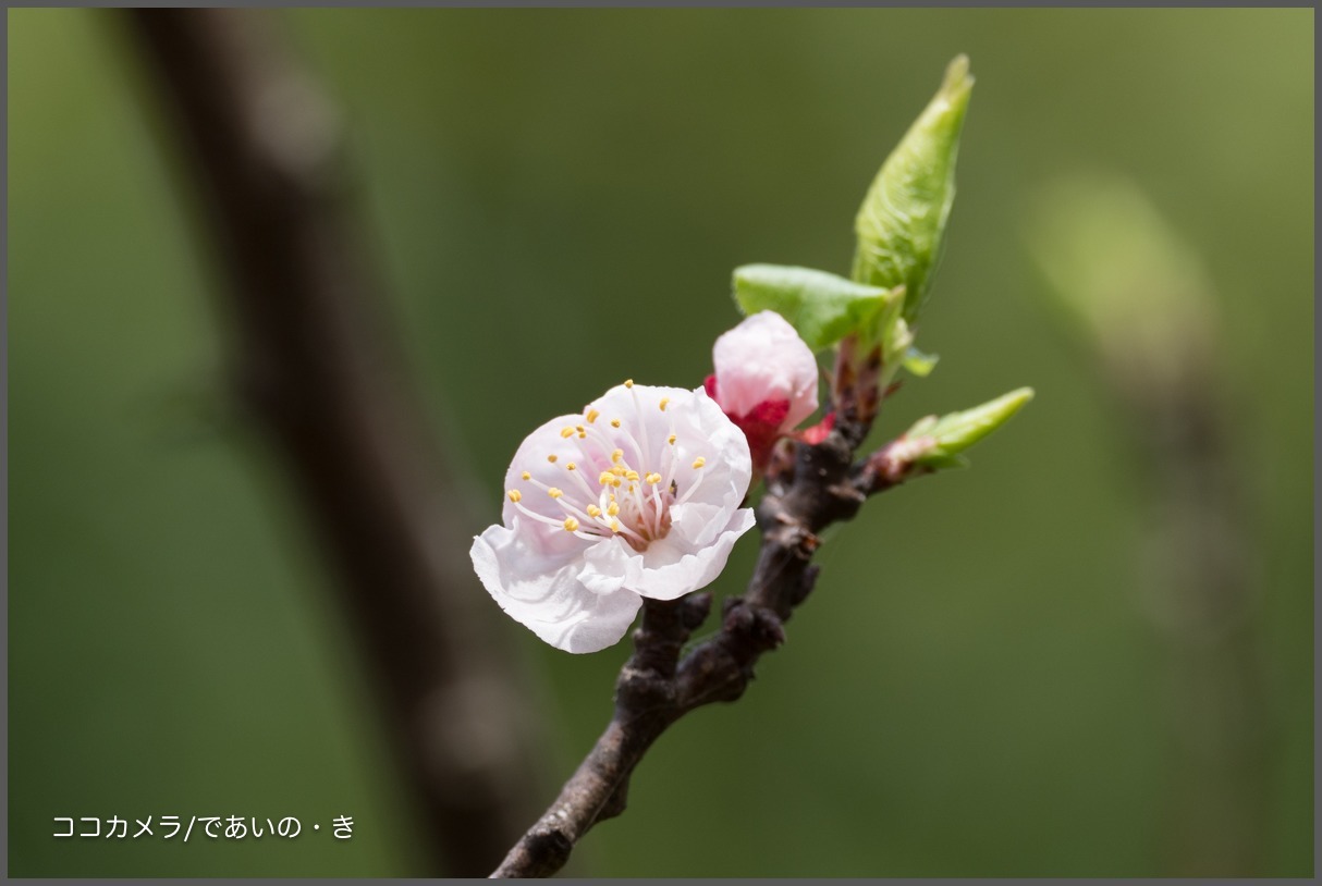 宮前区公園〜多摩川-その③・花編_c0336400_21553386.jpg