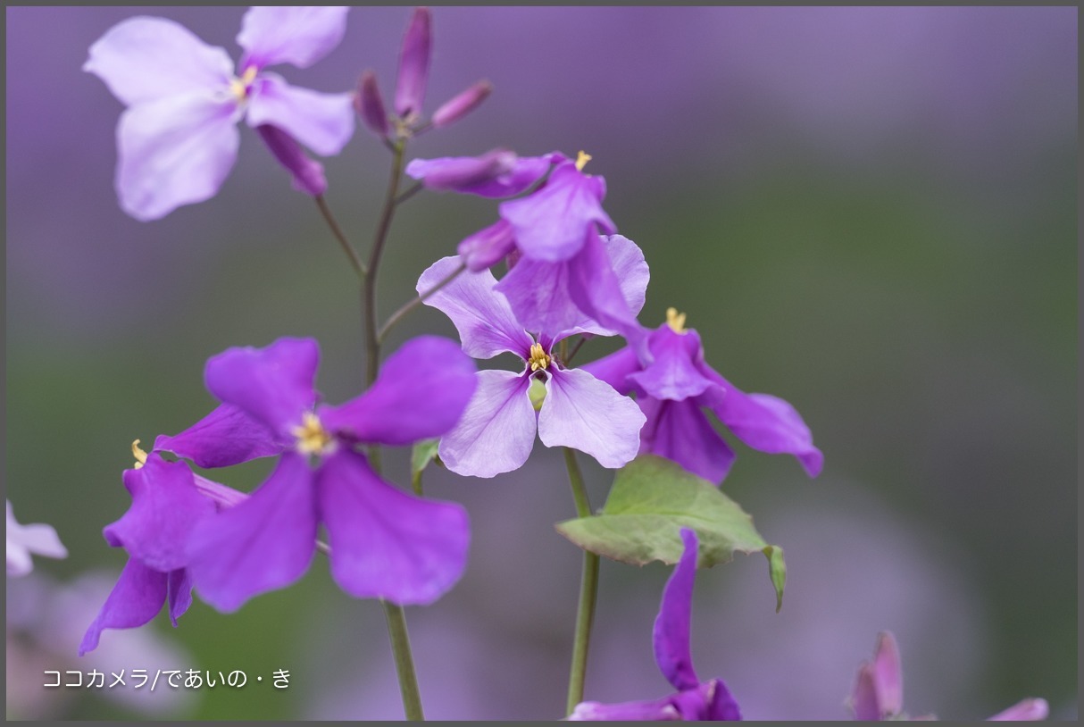 宮前区公園〜多摩川-その③・花編_c0336400_21575191.jpg