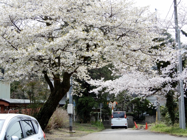 「枝垂れ桜」_e0025300_12302023.jpg