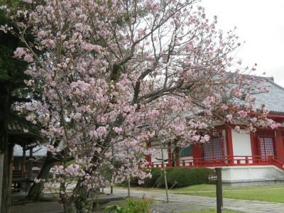 高山寺の桜　　2017.4.11_c0125501_09431168.jpg