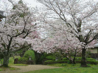 高山寺の桜　　2017.4.11_c0125501_09433345.jpg