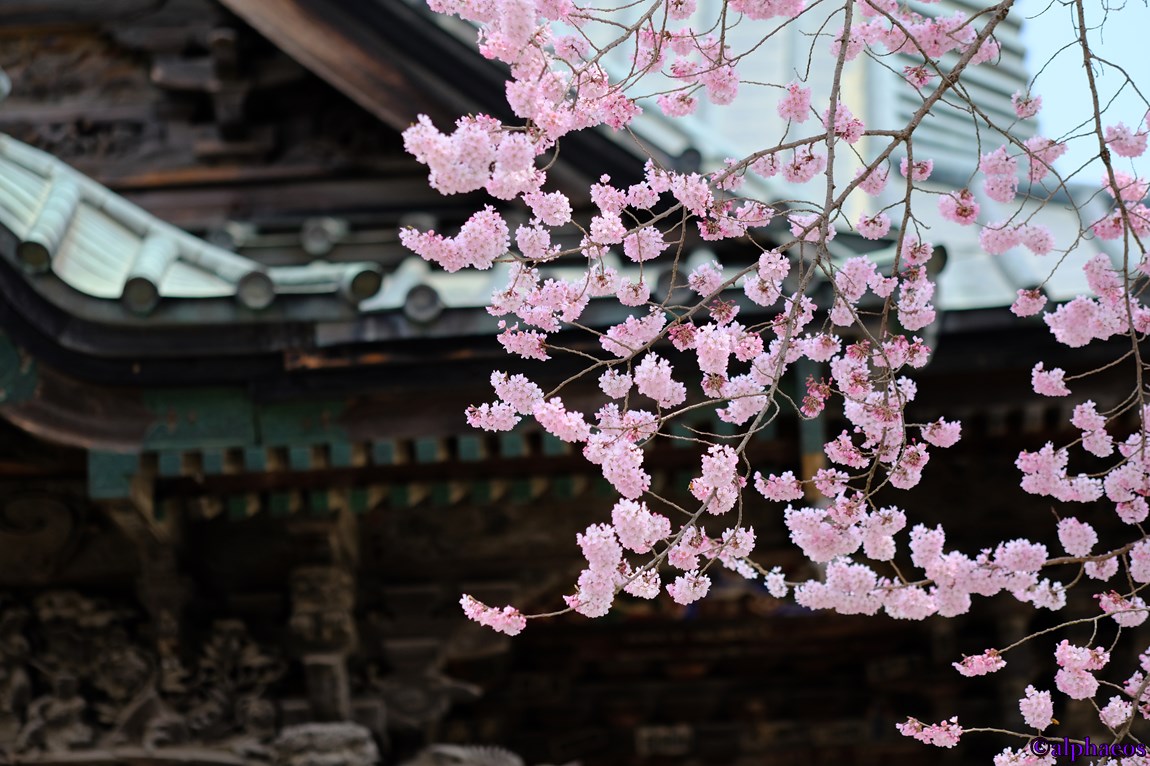 2017年4月6日　秩父旅行　慈眼寺・今宮神社_a0060403_1003787.jpg