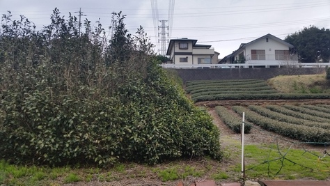 耕作放棄地をオリーブ畑へ!_d0050503_8355679.jpg