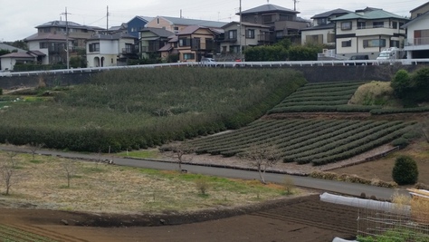 耕作放棄地をオリーブ畑へ!_d0050503_8362466.jpg