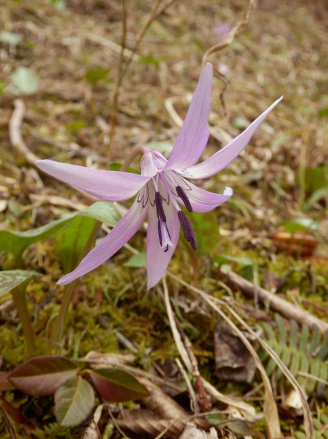 花見　－カタクリー_f0219710_13392246.jpg