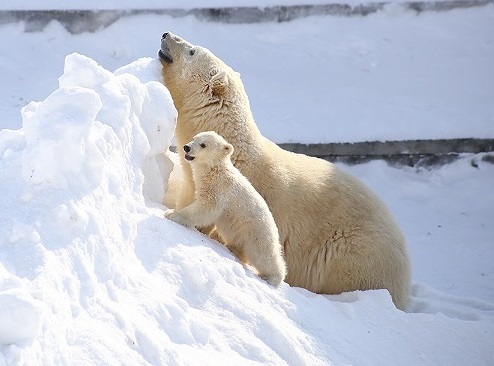 ロシア・サハ共和国、ヤクーツク動物園の赤ちゃんの早期移動に反対するヤクーツクの地元の人々_a0151913_2313136.jpg