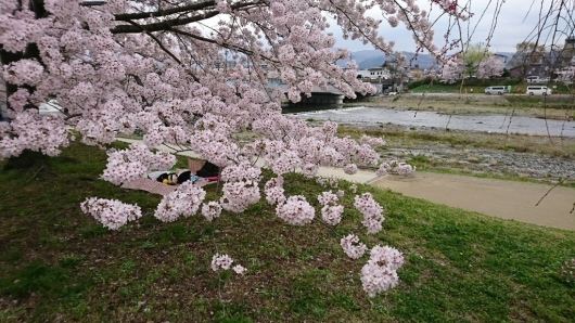 満開の桜とお花見_b0343013_00384575.jpg