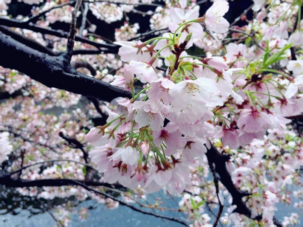 雨天決行花見_e0134713_18411073.png