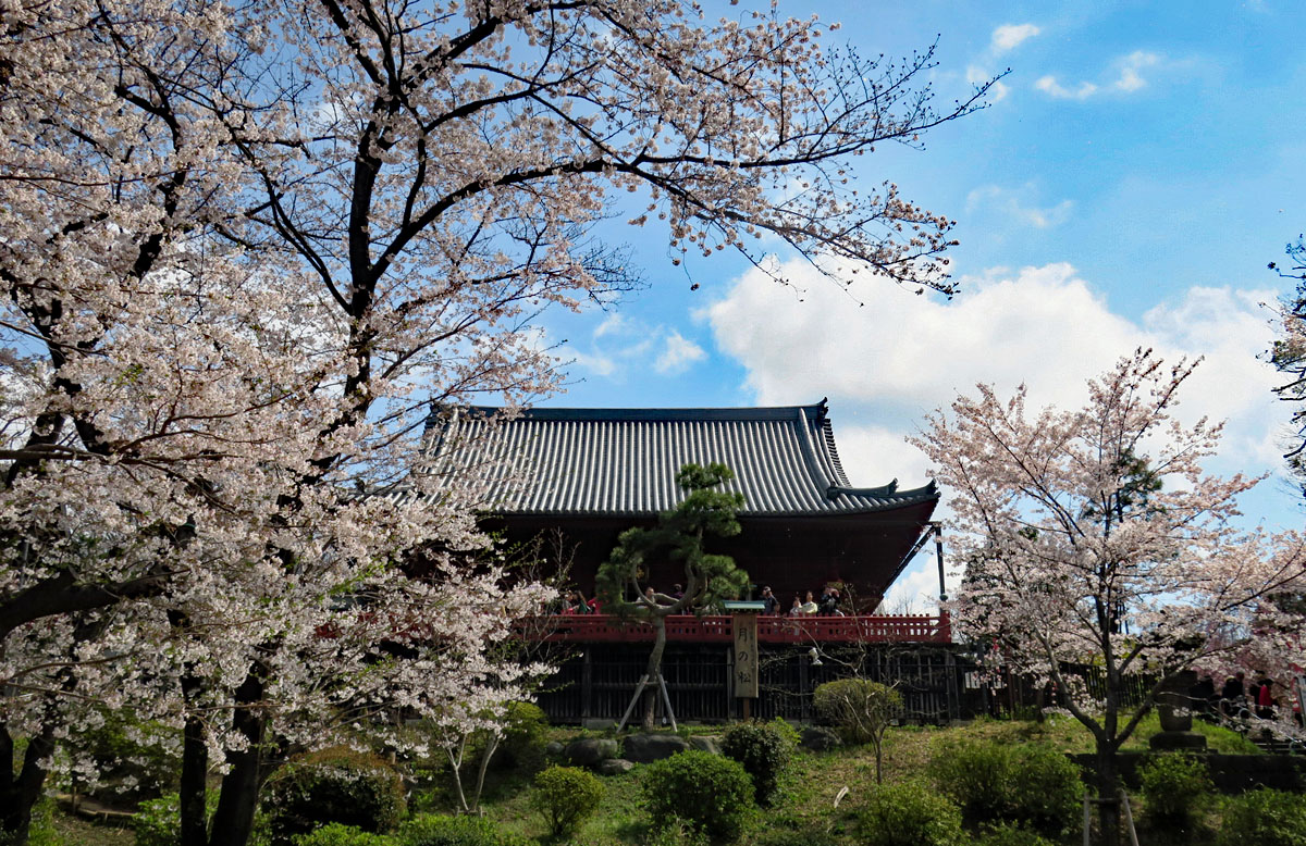 上野の桜_b0218915_21104100.jpg