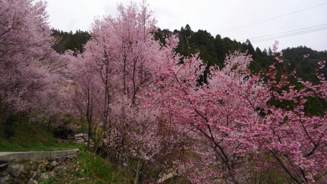 上勝の桜_d0162516_22262480.jpg