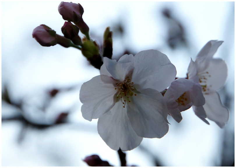 Ｕ公園の桜_b0037717_1054489.jpg