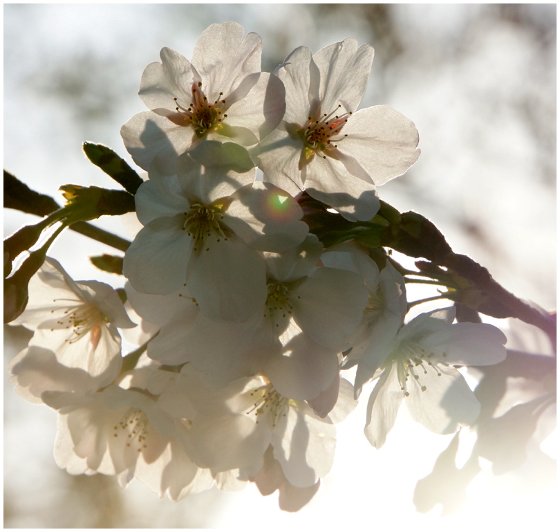 Ｕ公園の桜_b0037717_10545961.jpg