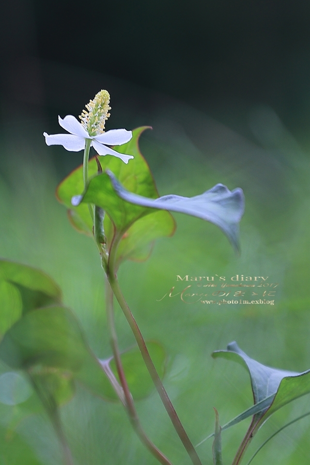 まゝに/地味に山野草/静かな森_d0342426_22101906.jpg