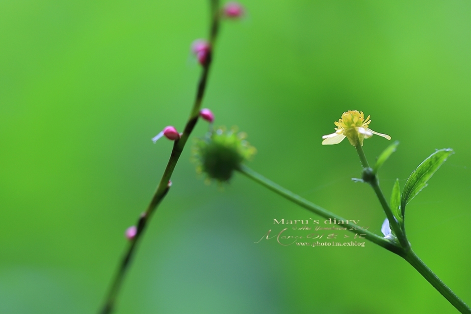 まゝに/地味に山野草/静かな森_d0342426_22105930.jpg