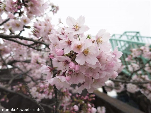 桜吹雪が見られるかな～(#^.^#)_d0147030_12175511.jpg