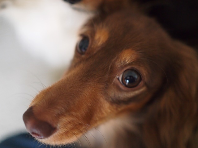 c0117831_16572537.jpg