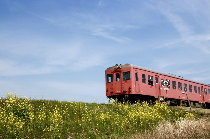 【第二五之町踏切】いすみ&小湊鉄道 part 2_f0348831_17491036.jpg