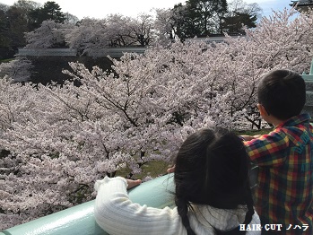 お花見　～兼六園～_e0145332_2017349.jpg