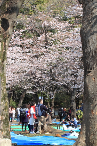 １７年桜紀行１．上野公園その２_f0229832_09470231.jpg