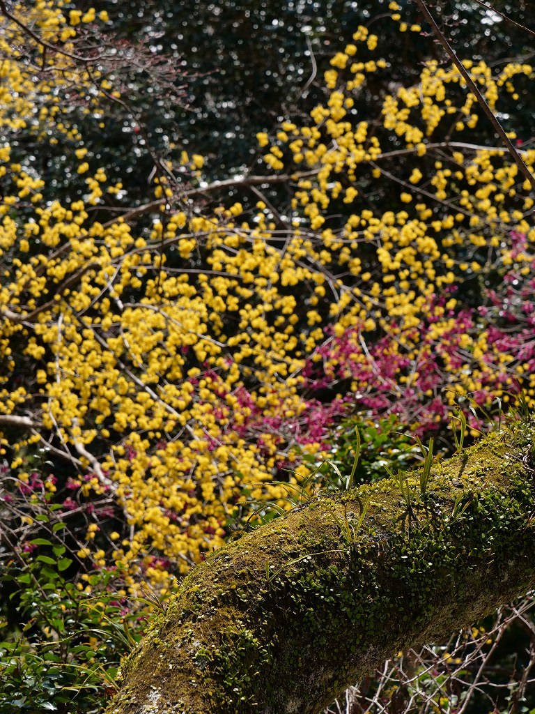 花の寺　長谷寺　_f0050534_16371107.jpg