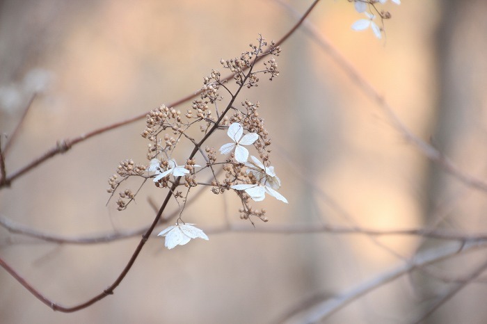 野の花_f0327034_18173495.jpg