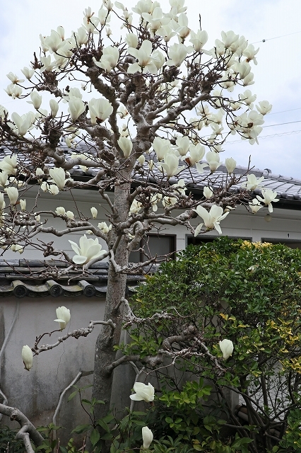 a0242438_19515347.jpg
