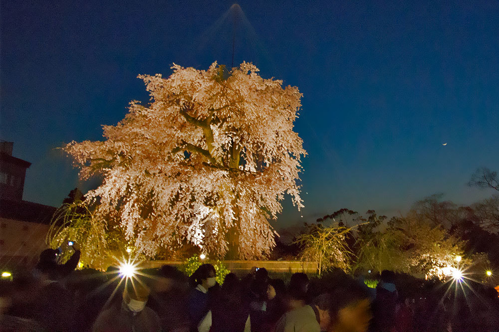 祇園界隈、思い出の桜_d0357639_14534603.jpg