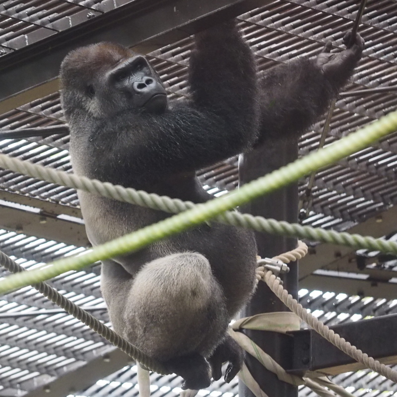 花よりゴリラ＆モモタロウのお勉強 京都市動物園2017/4/8_e0363539_20042962.jpg
