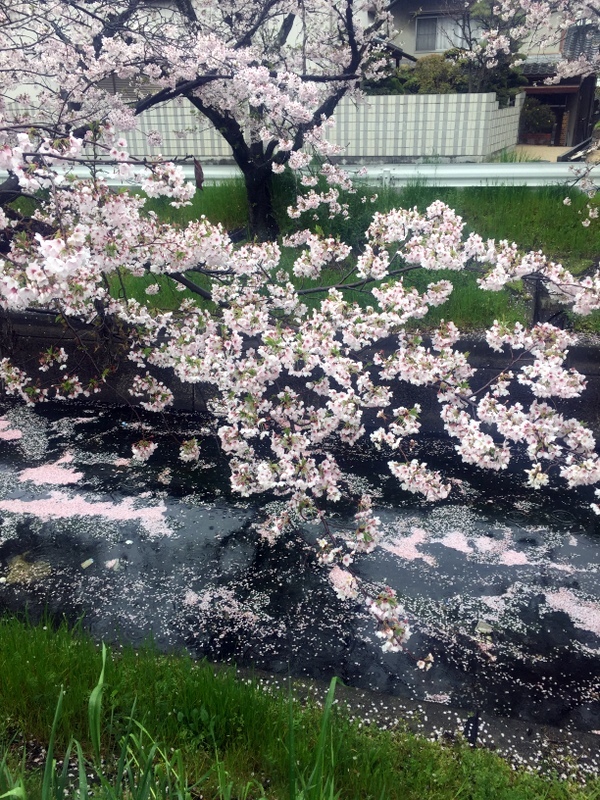 雨桜道・９キロウォーク_b0057140_22512812.jpg