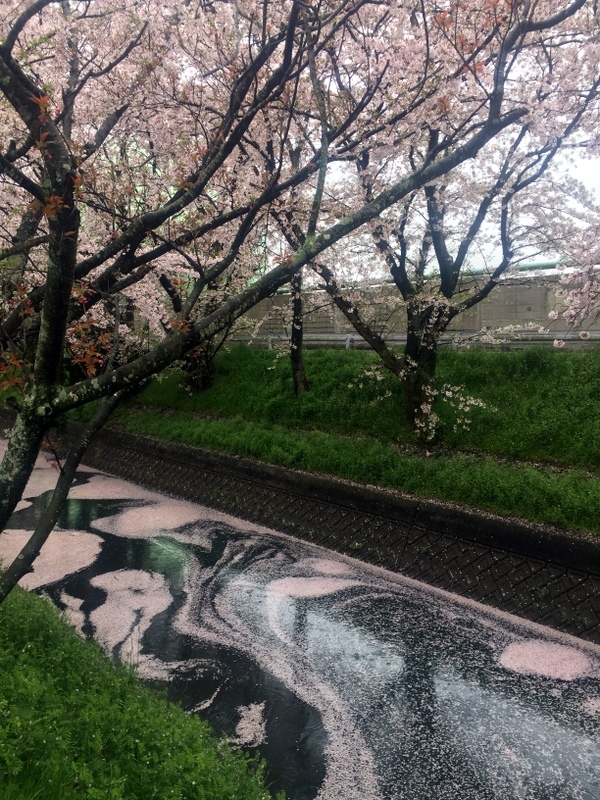 雨桜道・９キロウォーク_b0057140_22530749.jpg