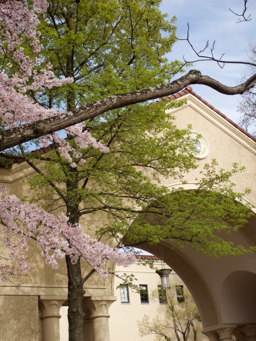 関西学院大学の桜 2017_e0337740_21014567.jpg