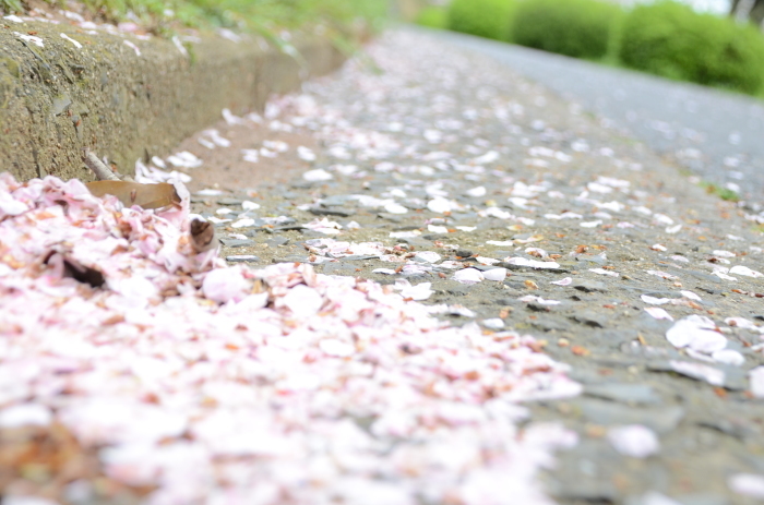 ”Sakura\'s view~竜王山公園...4/11tue\"_d0153941_17070312.jpg