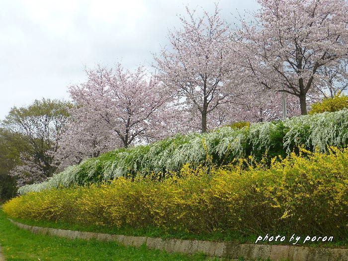 公園各所で早春の開花が始まっています。_c0137342_17180324.jpg