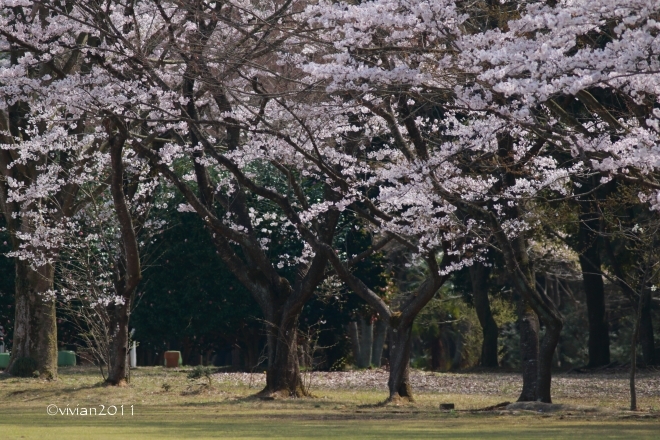 真岡　桜と鳥を追いかけて in 真岡井頭公園_e0227942_22221132.jpg