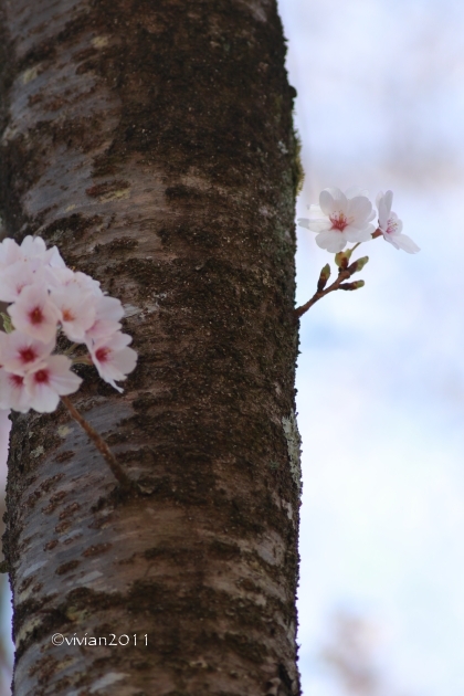 真岡　桜と鳥を追いかけて in 真岡井頭公園_e0227942_22304676.jpg