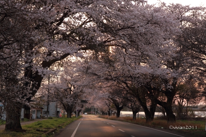 真岡　桜と鳥を追いかけて in 真岡井頭公園_e0227942_22341734.jpg