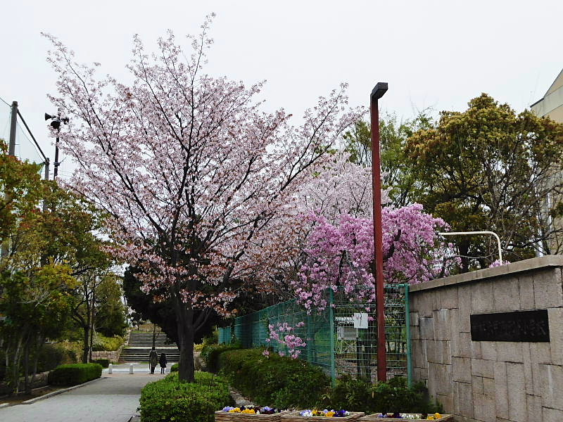 六アイのサクラ-2、染井吉野、しだれ桜、山桜_c0051143_0101458.jpg