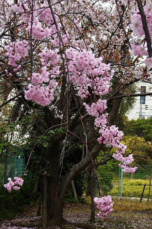 六アイのサクラ-2、染井吉野、しだれ桜、山桜_c0051143_0111367.jpg