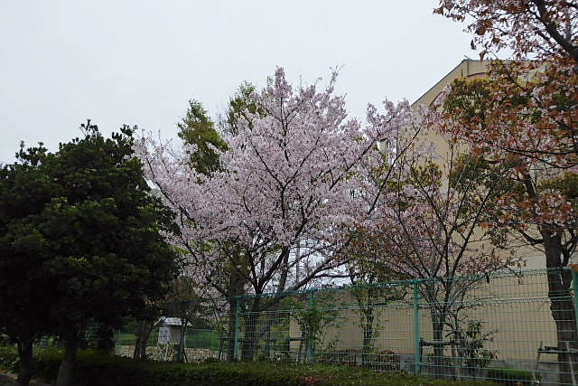 六アイのサクラ-2、染井吉野、しだれ桜、山桜_c0051143_0134249.jpg