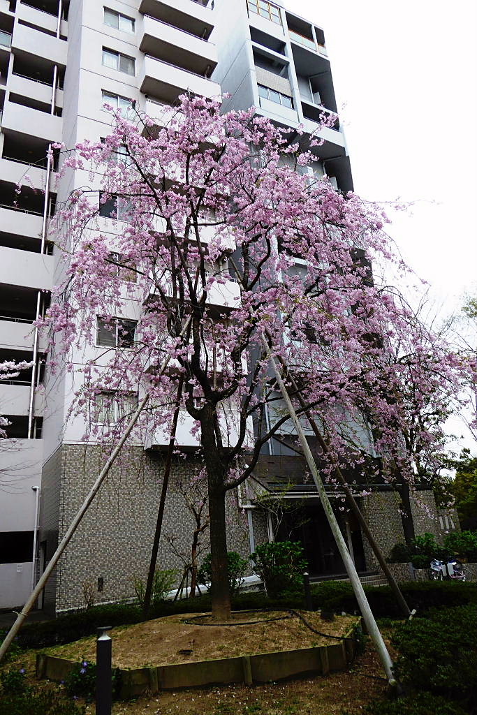 六アイのサクラ-2、染井吉野、しだれ桜、山桜_c0051143_0224049.jpg