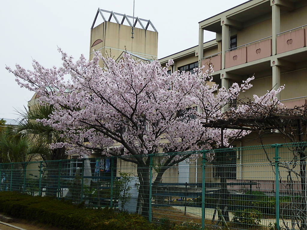 六アイのサクラ-2、染井吉野、しだれ桜、山桜_c0051143_085590.jpg