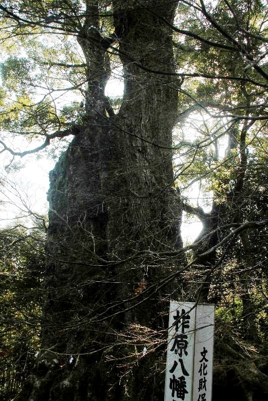 【柞原八幡宮】　豊後一之宮、そして伝承樹齢３０００年の大楠_c0011649_10475472.jpg